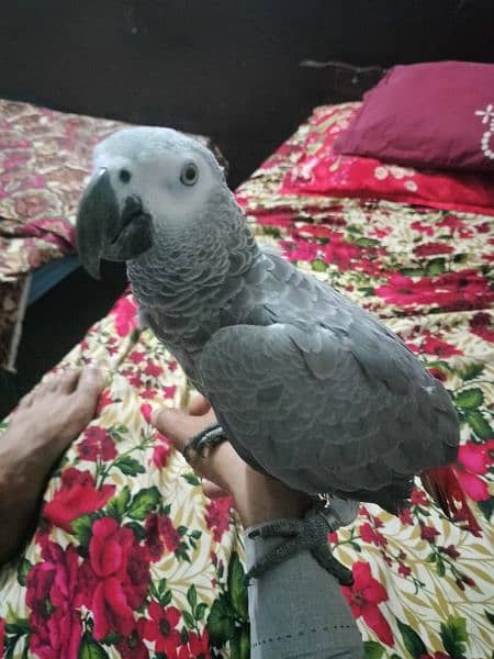 African Grey parrot 3