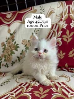Persian Kitten For Sale 03024223658 whatsapp