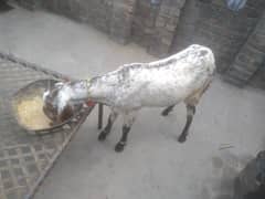 Makhi cheeni goat / Goat for sale 0
