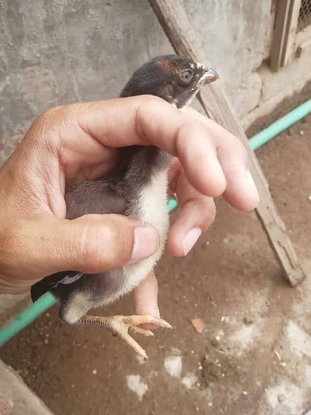 Thai cross aseel chicks 1