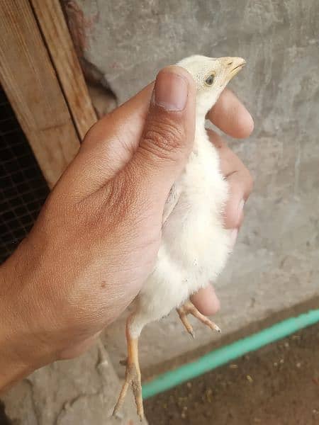 Thai cross aseel chicks 11