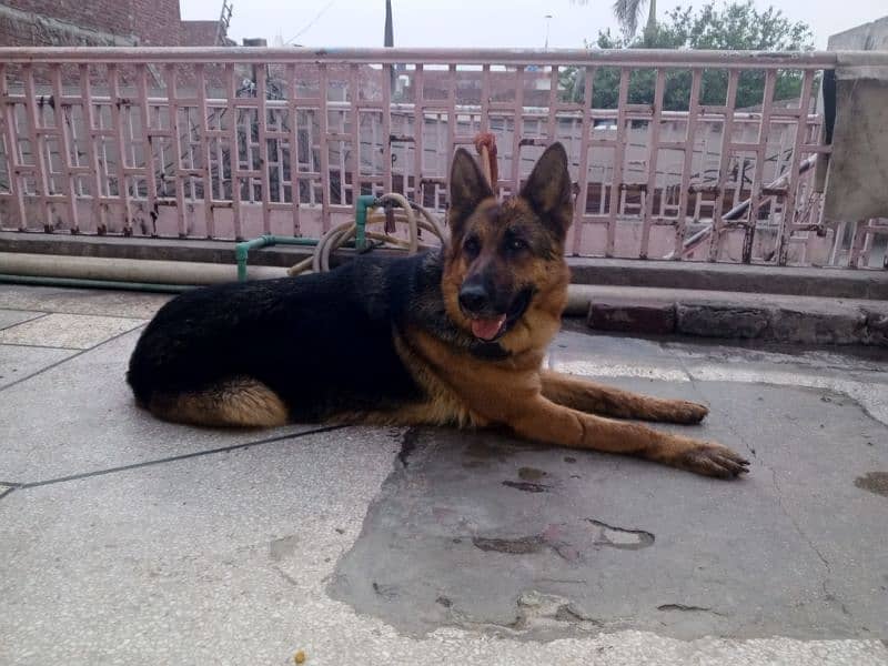 Pure German Shepherd Stock coat female for sale age 15 months . non ped 4