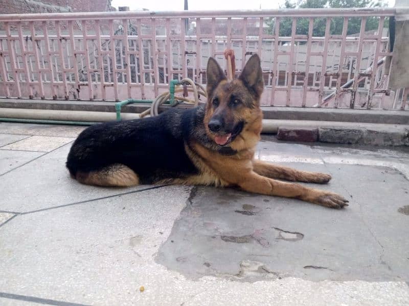 Pure German Shepherd Stock coat female for sale age 15 months . non ped 5
