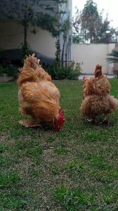 Golden Heavy Buff Pair and Chicks