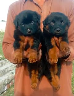 German Shepherd Puppies For Sale 0