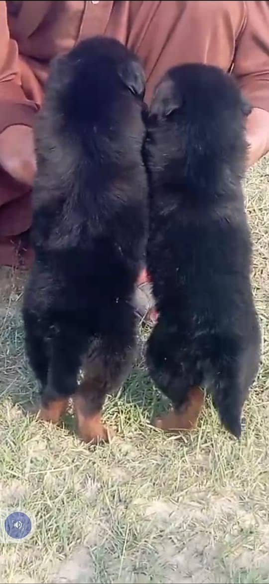 German Shepherd Puppies For Sale 1