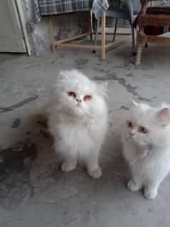 Persian cats pair triple coated. female doll face male piki face