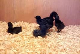 Ayam cemani grey tounge week old chick in Lahore 0
