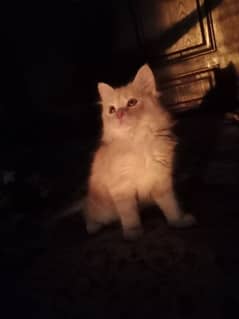 Persian Kitten Triple Coated