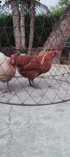 Hen is available for sale
