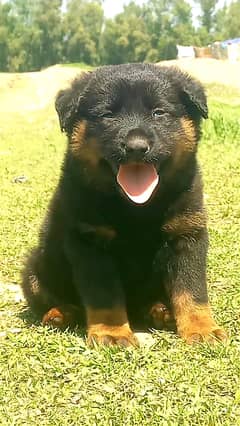 German Shepherd Puppy 0