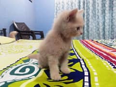 pure england breed kitten pair male&Female