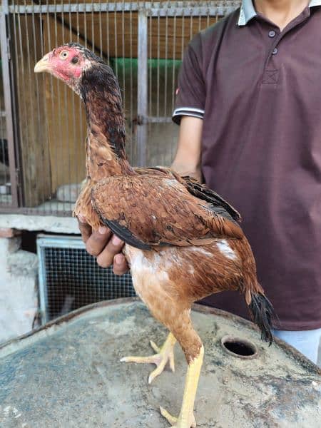 pure aseel thia cross hens 1