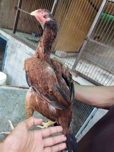 pure aseel thia cross hens 2