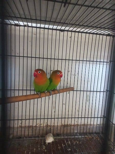 Love birds 5