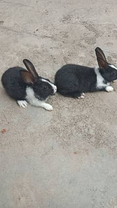 2 Rabbits babies | 500 per baby | black colour babies