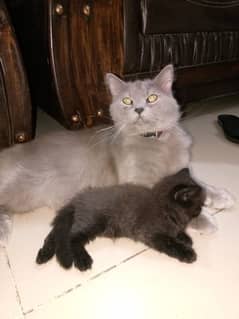 Persian kitten pair, Punch Face Cat