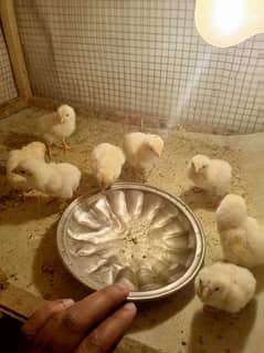 heera aseel chicks for sell