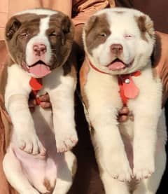 alabai 2 month pair for sale security dog heavy bone