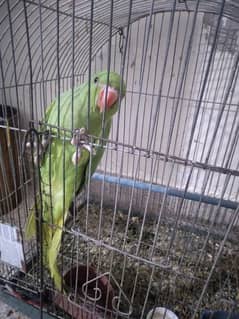 Ring Neck Green Parrot