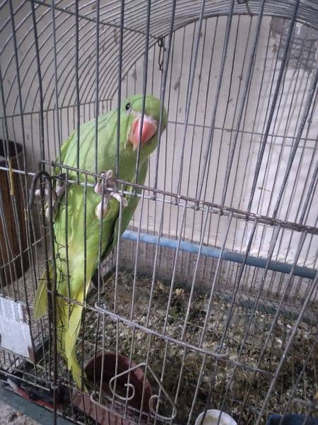 Ring Neck Green Parrot 0