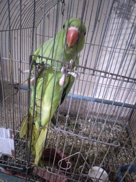 Ring Neck Green Parrot 1