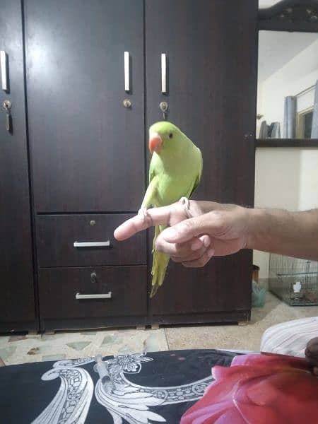 Ring Neck Green Parrot 2