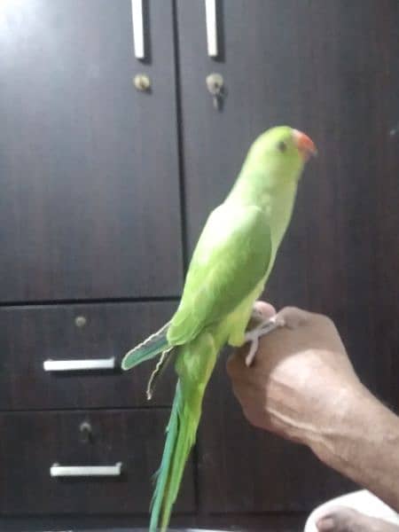 Ring Neck Green Parrot 3