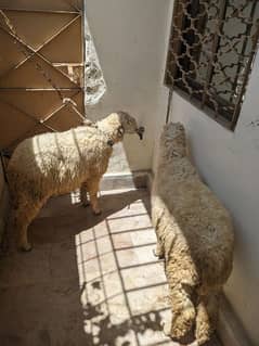 pair of sheeps for sale