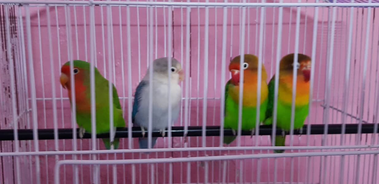 Beautiful love birds pairs 3