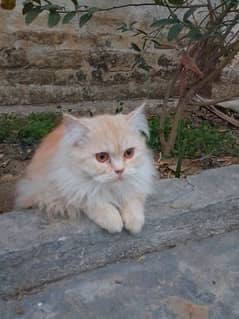 Persian Cat 01 year