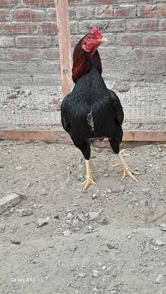 7عدد اصیل مرغے فر سیل 1500 روپے فی کلو کے حساب سے رابطہ 03466536523