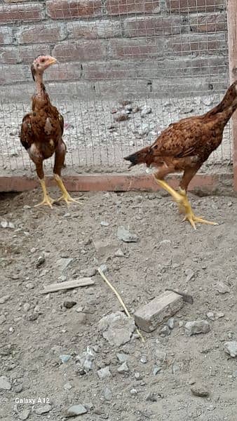 7عدد اصیل مرغے فر سیل 1500 روپے فی کلو کے حساب سے رابطہ 03466536523 3