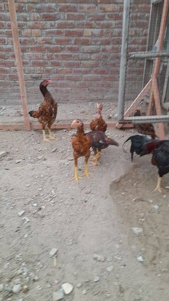 7عدد اصیل مرغے فر سیل 1500 روپے فی کلو کے حساب سے رابطہ 03466536523 5