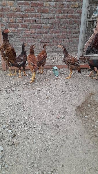 7عدد اصیل مرغے فر سیل 1500 روپے فی کلو کے حساب سے رابطہ 03466536523 6