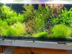 Live Aquarium Plants 0