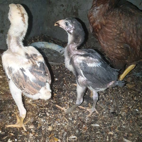 Thai veit cross chicks pair 1