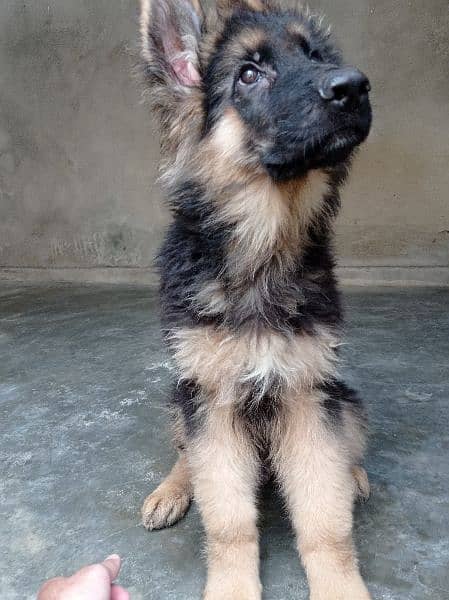 German Shepherd Puppy 3