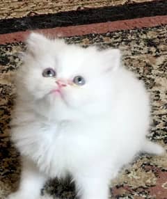 trained very active playful Persian white kitten 2 months old