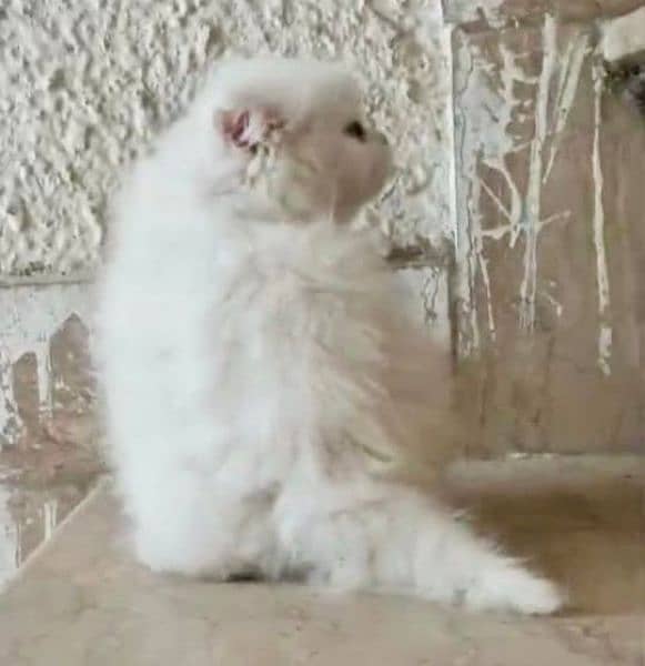 trained very active playful Persian white kitten 2 months old 2