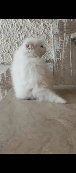 trained very active playful Persian white kitten 2 months old 3
