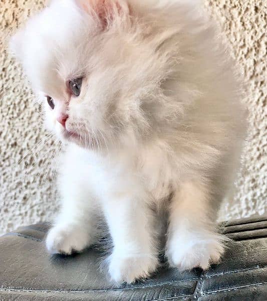 trained very active playful Persian white kitten 2 months old 4