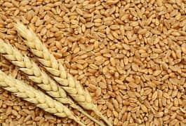 Wheat for sale