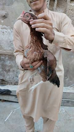 mianwali hen with chicks