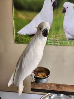 Triton Cockatoo & Rare Red Factor African Grey Parrots