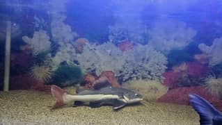 Redtail Catfish, Gourami, Pacu pair and Naja shark pair