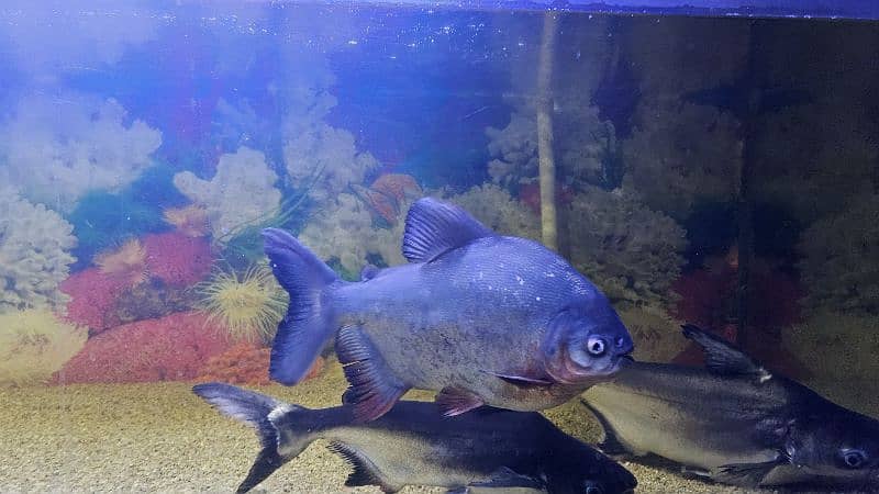 Redtail Catfish, Gourami, Pacu pair and Naja shark pair 2