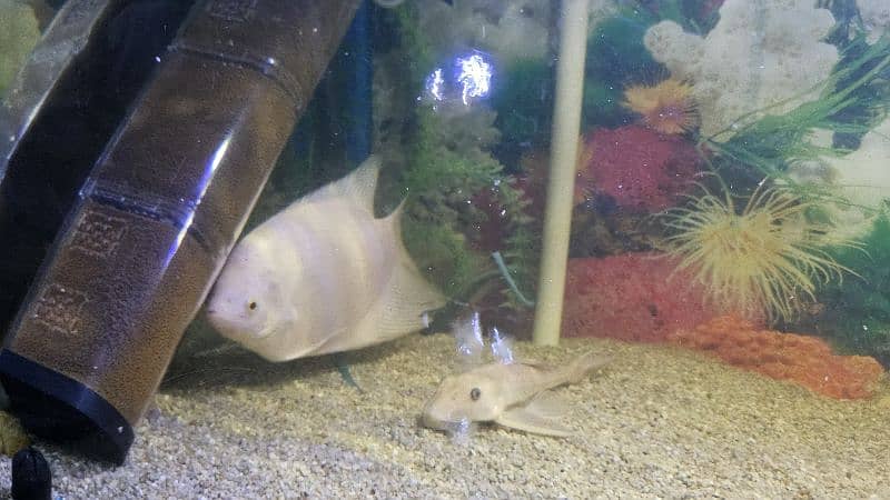 Redtail Catfish, Gourami, Pacu pair and Naja shark pair 3