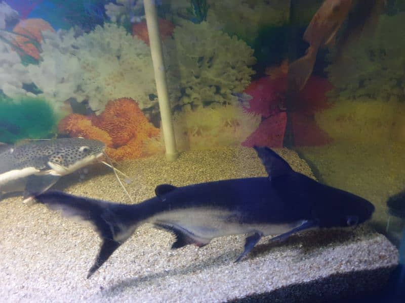 Redtail Catfish, Gourami, Pacu pair and Naja shark pair 4