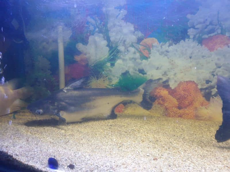 Redtail Catfish, Gourami, Pacu pair and Naja shark pair 5